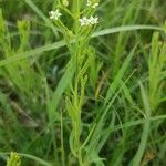 Thesium linophyllon Habit