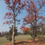 Butea monosperma Floare