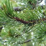 Pinus cembroides Blatt