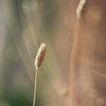 Phalaris canariensis Fruit