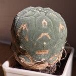 Matucana madisoniorum 整株植物