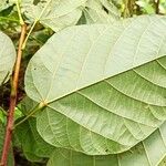Mansonia altissima Leaf