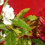 Impatiens balsamina Hoja
