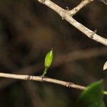 Geniostoma borbonicum Плод