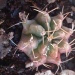 Gymnocalycium anisitsii Blad