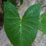 Xanthosoma sagittifolium Leaf