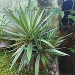 Agave vivipara Folio