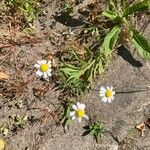 Anthemis ruthenica Feuille