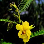 Chamaecrista mimosoides Blüte