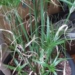 Cyperus papyrus Folha