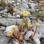 Petrosedum ochroleucum Plante entière