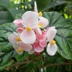 Begonia incarnata Floro