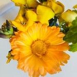 Calendula officinalisFlower