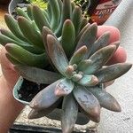 Pachyphytum kimnachii Leaf