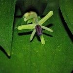Ruscus hypoglossum Λουλούδι