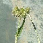Dactyloctenium radulans Flor