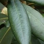 Rhododendron yakushimanum Leaf