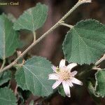 Grewia tenax Flower