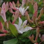 Rhododendron atlanticum Blüte