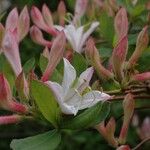 Rhododendron atlanticum Kvet