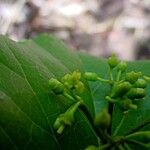 Cissus repens Hàbitat