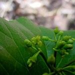 Cissus repens Habitus