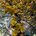 Fremontodendron californicumFlower