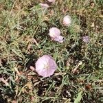 Convolvulus lineatus Flower