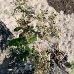 Eupatorium perfoliatum Flower