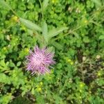 Centaurea nigrescens Квітка