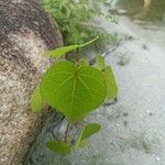 Cercidiphyllum japonicum Leaf