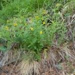 Astragalus penduliflorus Květ