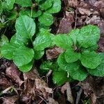 Pyrola elliptica Облик