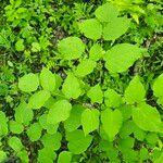 Aralia racemosa Leaf