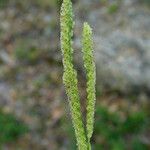 Paspalum fimbriatum Fruit