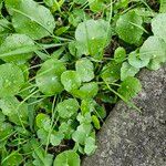 Hydrocotyle verticillata Feuille