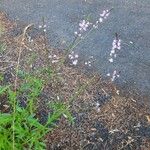 Verbena brasiliensisFlower