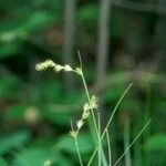 Carex tenera Habitatea