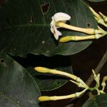 Lacmellea panamensis Flor