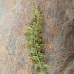 Asplenium fontanum Leht