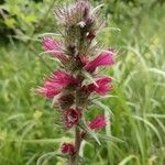 Pontechium maculatum Flower