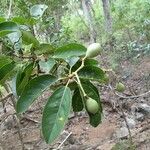 Corynocarpus dissimilis Fruit