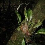 Stelis superbiens Otro