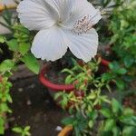 Hibiscus rosa-sinensisപുഷ്പം