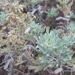 Artemisia thuscula Leaf