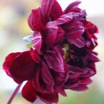 Dahlia pinnata Flor