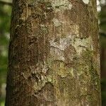 Eschweilera decolorans 樹皮