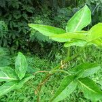 Caladium bicolor पत्ता