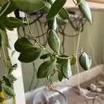 Hoya bilobata