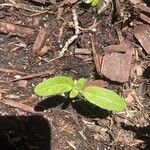 Asclepias tuberosaDeilen